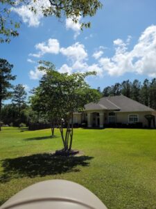 a small tree in the front yard of a house